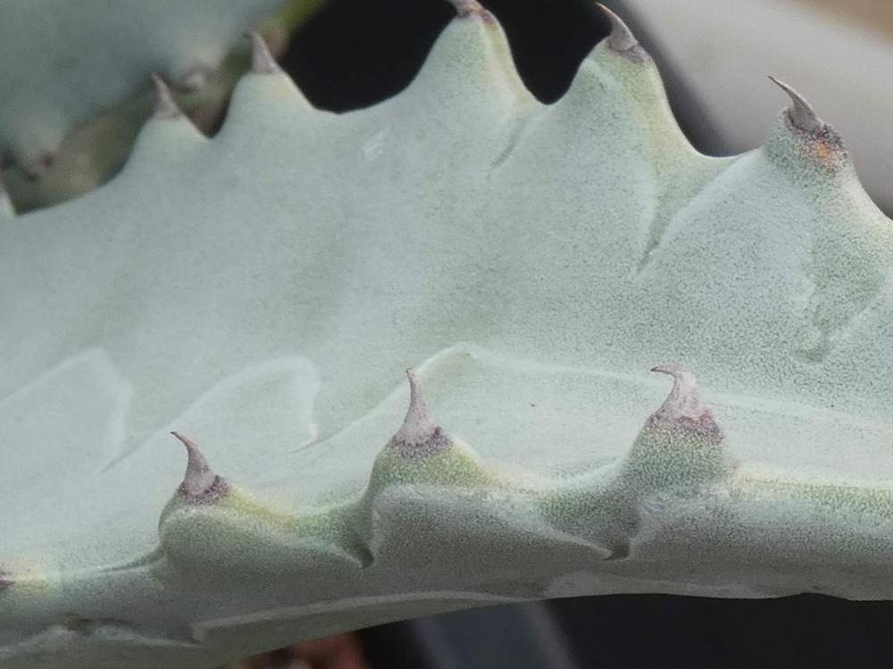 marge de agavaceae agave deserti