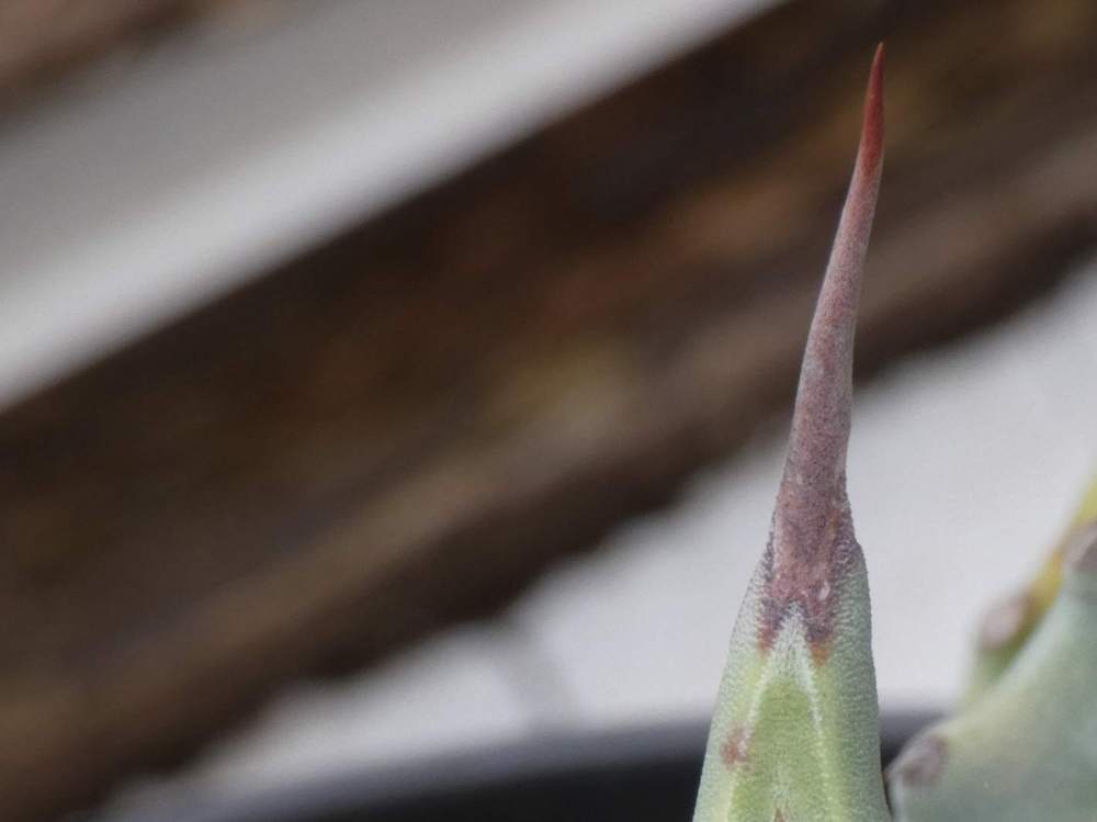 pointe de agavaceae agave deserti