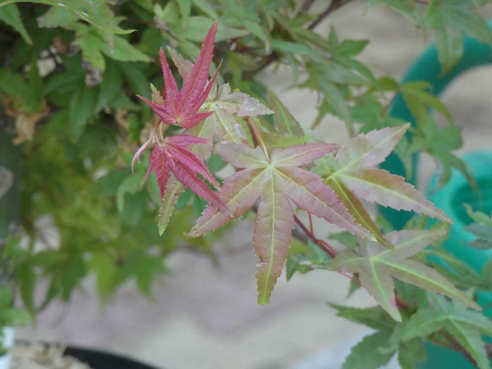 été de aceraceae acer palmatum cv. 'deshõjõ'