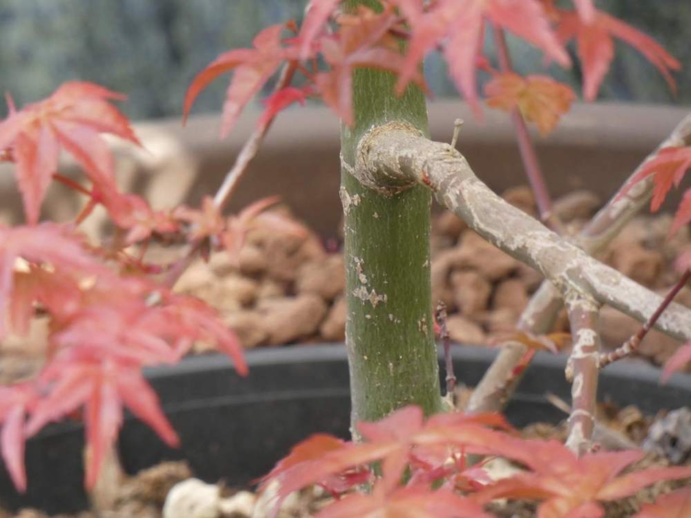 écorce de aceraceae acer palmatum cv. 'deshõjõ'