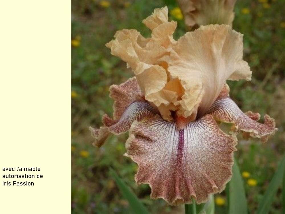 iridaceae iris barbu cv. 'desir d'orient'