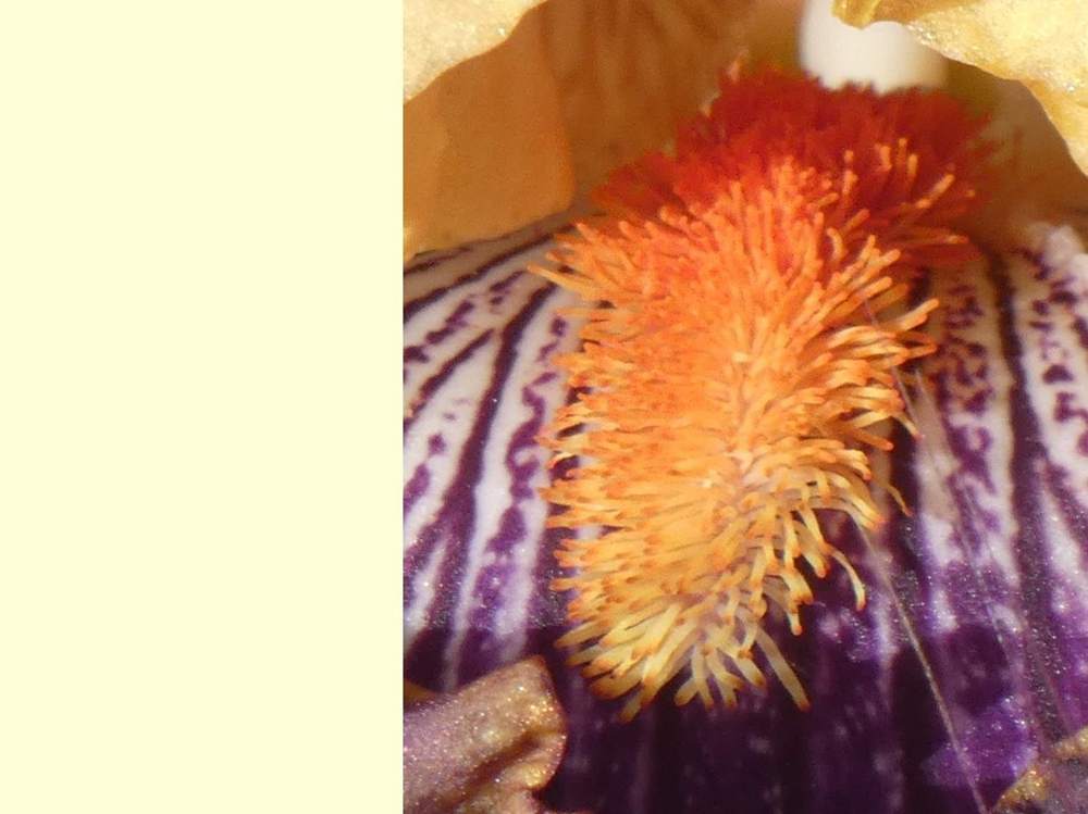 barbe de iridaceae iris barbu cv. 'devil's riot'