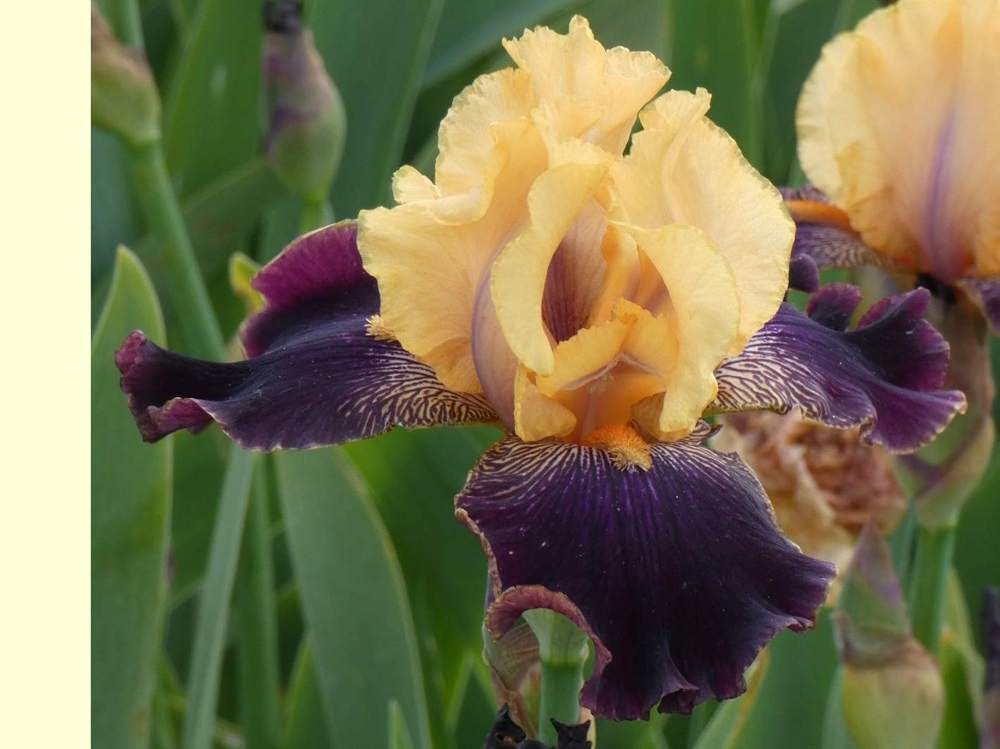 iridaceae iris barbu cv. 'devil's riot'
