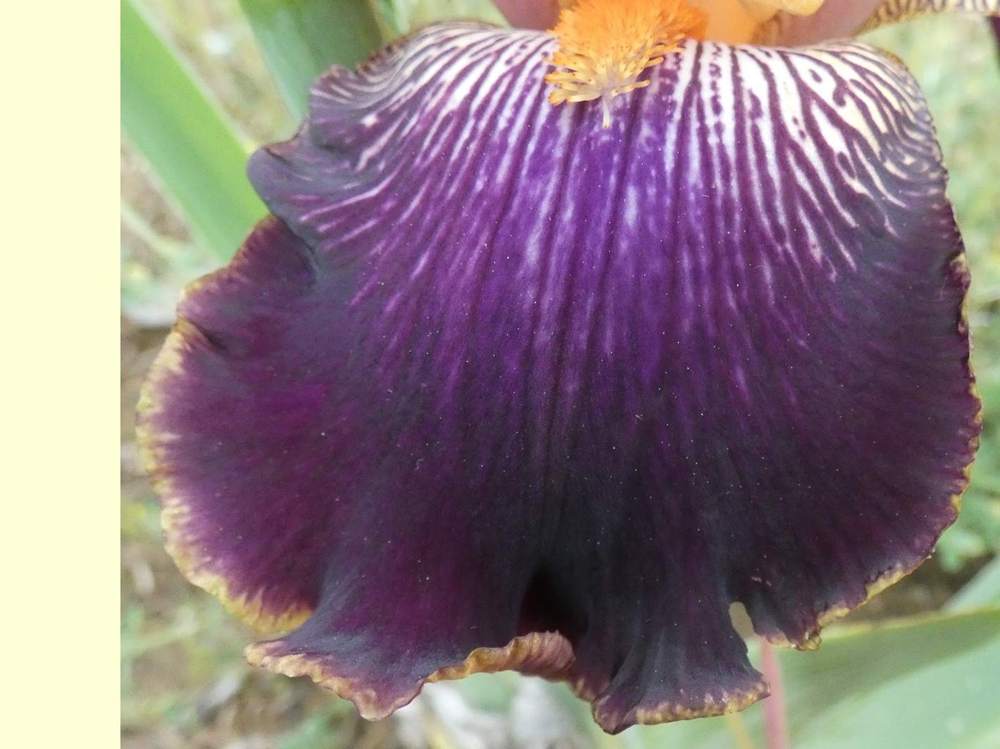 sépale de iridaceae iris barbu cv. 'devil's riot'