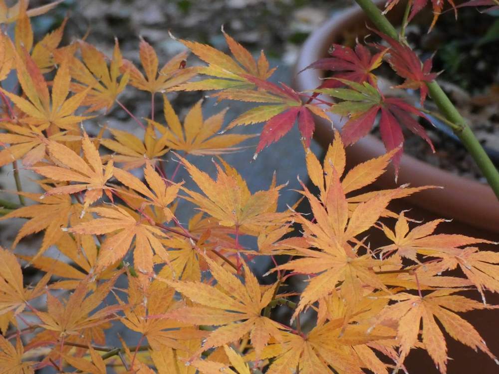 automne de aceraceae acer palmatum ssp. matsumurae cv. 'divine'