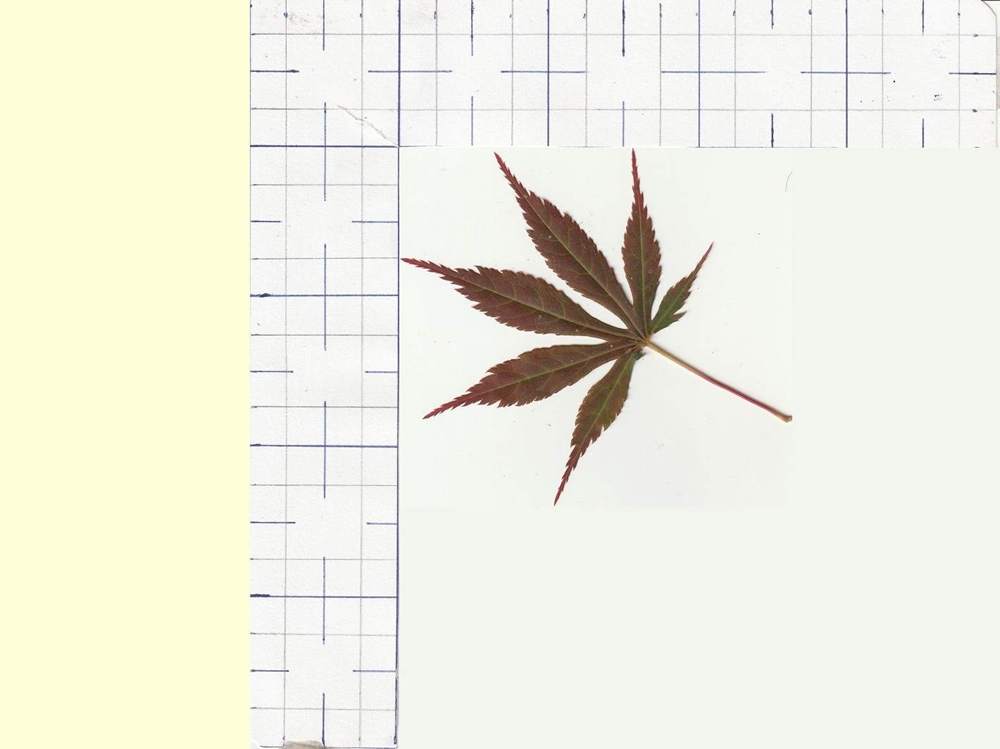 Aceraceae Acer palmatum ssp. matsumurae cv. 'divine'