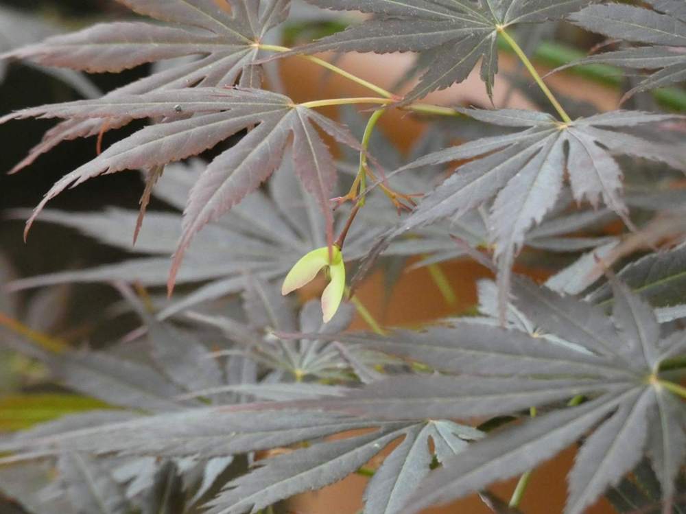 samare de aceraceae acer palmatum ssp. matsumurae cv. 'divine'