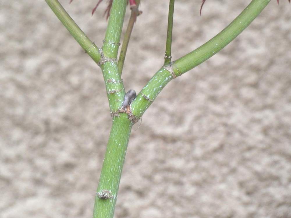 écorce de aceraceae acer palmatum ssp. matsumurae cv. 'divine'