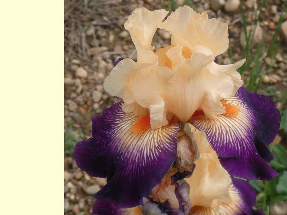 iridaceae iris barbu cv. 'doctor who'