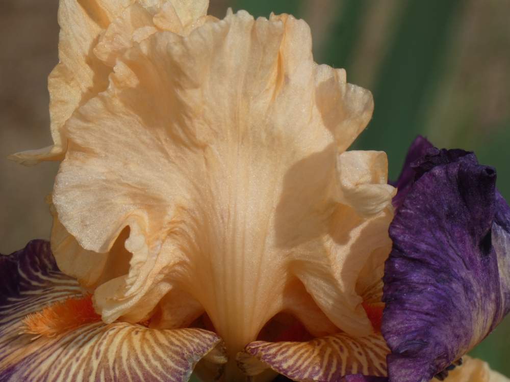 pétale de iridaceae iris barbu cv. 'doctor who'