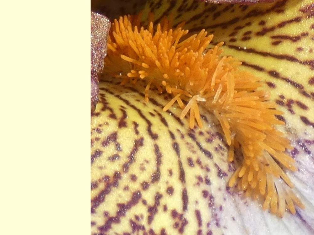 barbe de iridaceae iris barbu cv. 'dog and pony show