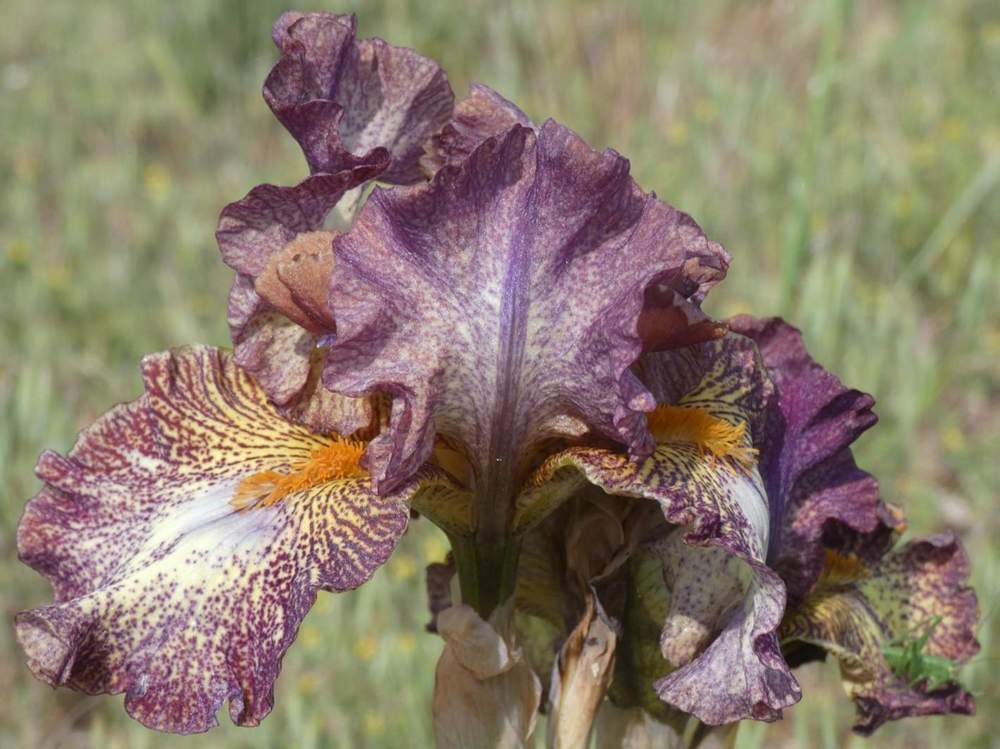 iridaceae iris barbu cv. 'Dog and Pony Show'