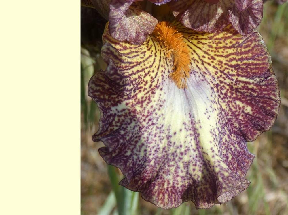 sépale de iridaceae iris barbu cv. 'dog and pony show