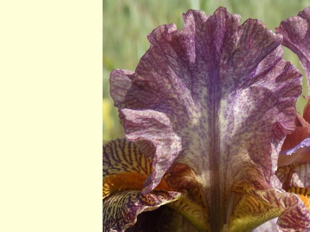 pétale de iridaceae iris barbu cv. 'dog and pony show