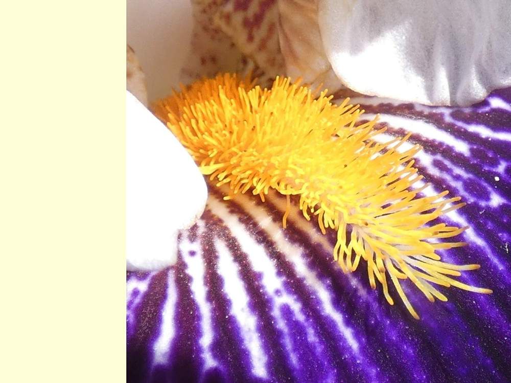 barbe de iridaceae iris barbu cv. 'domino noir'