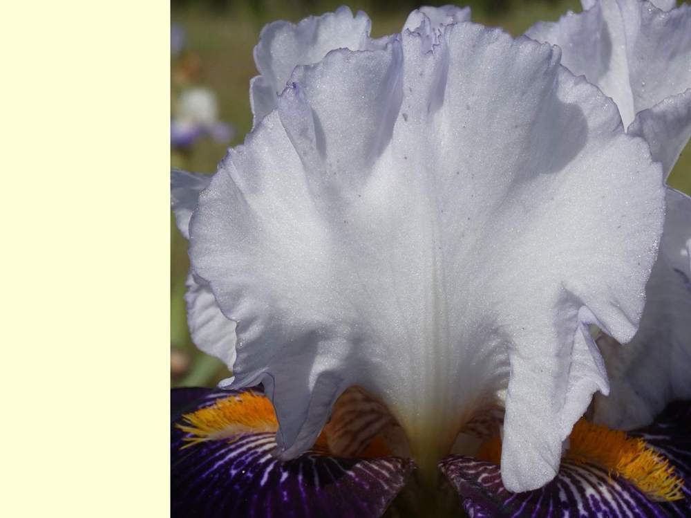 pétale de iridaceae iris barbu cv. 'domino noir'