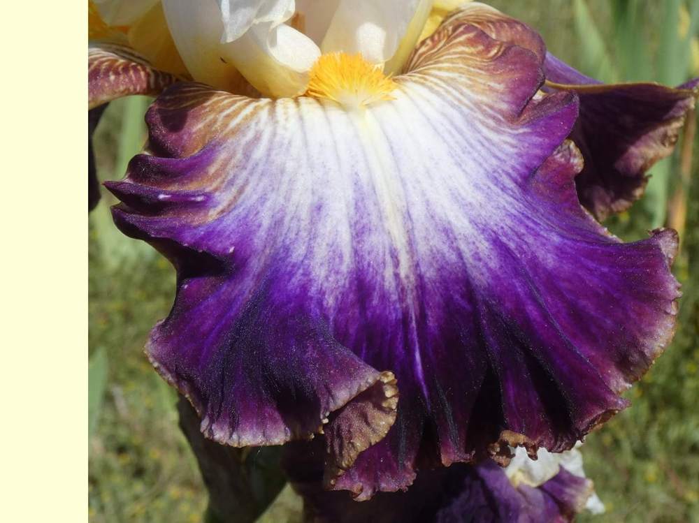 sépale de iridaceae iris barbu cv. 'downtown man'