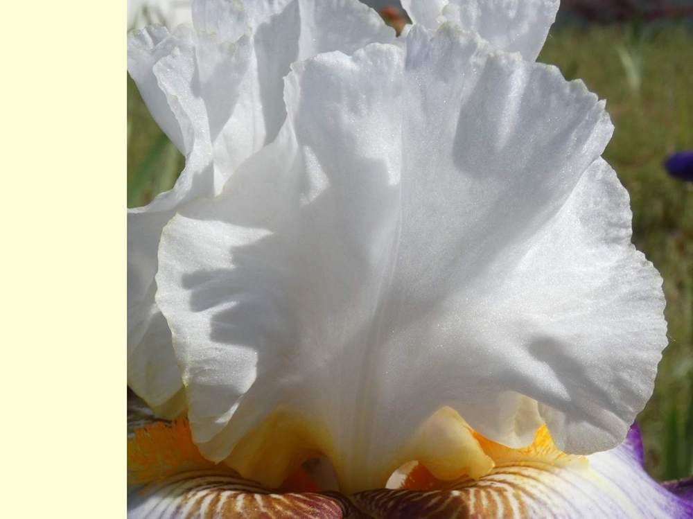 pétale de iridaceae iris barbu cv. 'downtown man'