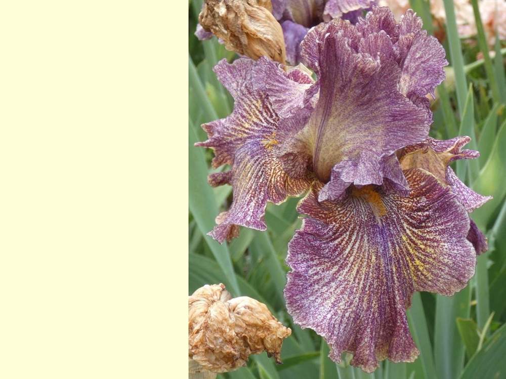 iridaceae iris barbu cv. 'dreaming clown'