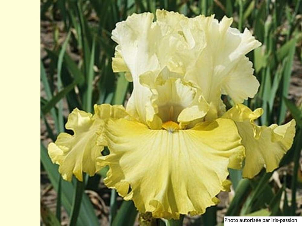 iridaceae iris barbu cv. 'dream team'