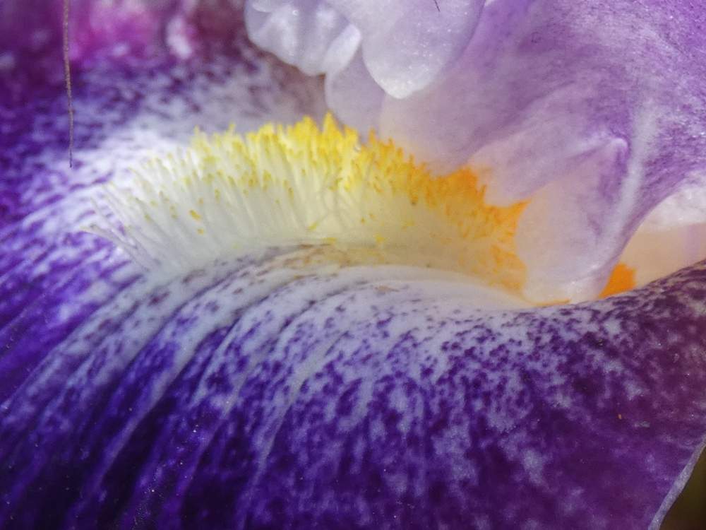 barbe de iridaceae iris barbu cv. 'duplication'