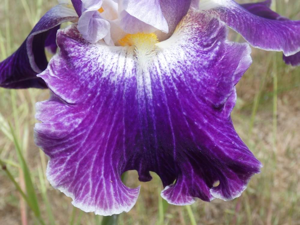 sépale de iridaceae iris barbu cv. 'duplication'