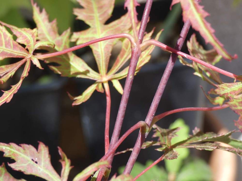 jeune bois de aceraceae acer palmatum ssp. matsumurae cv. 'earthfire'
