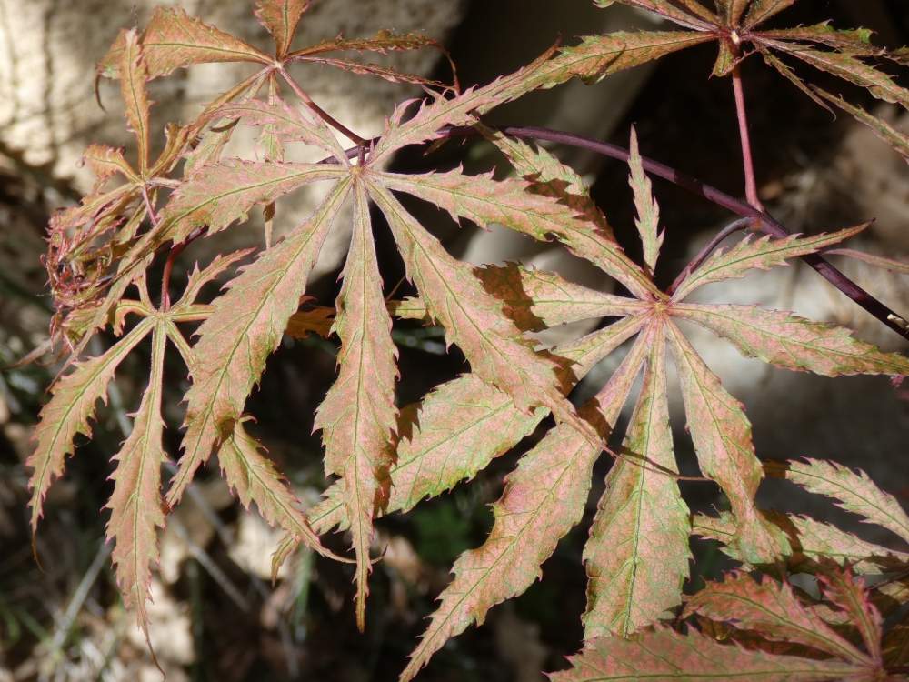 printemps de aceraceae acer palmatum ssp. matsumurae cv. 'earthfire'