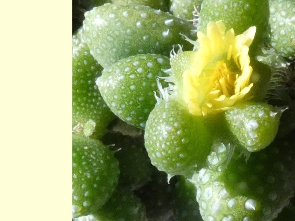 fleur de aiziaceae delosperma echinatum