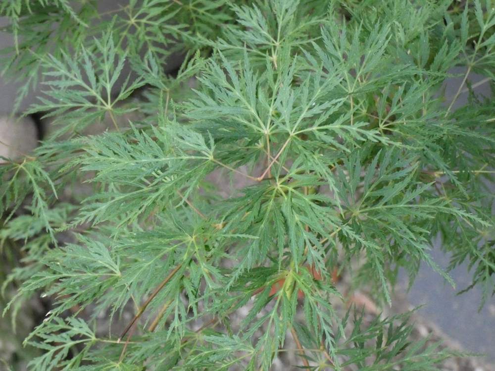 été de aceraceae acer palmatum ssp. matsumurae gr. dissectum cv. 'emerald lace'