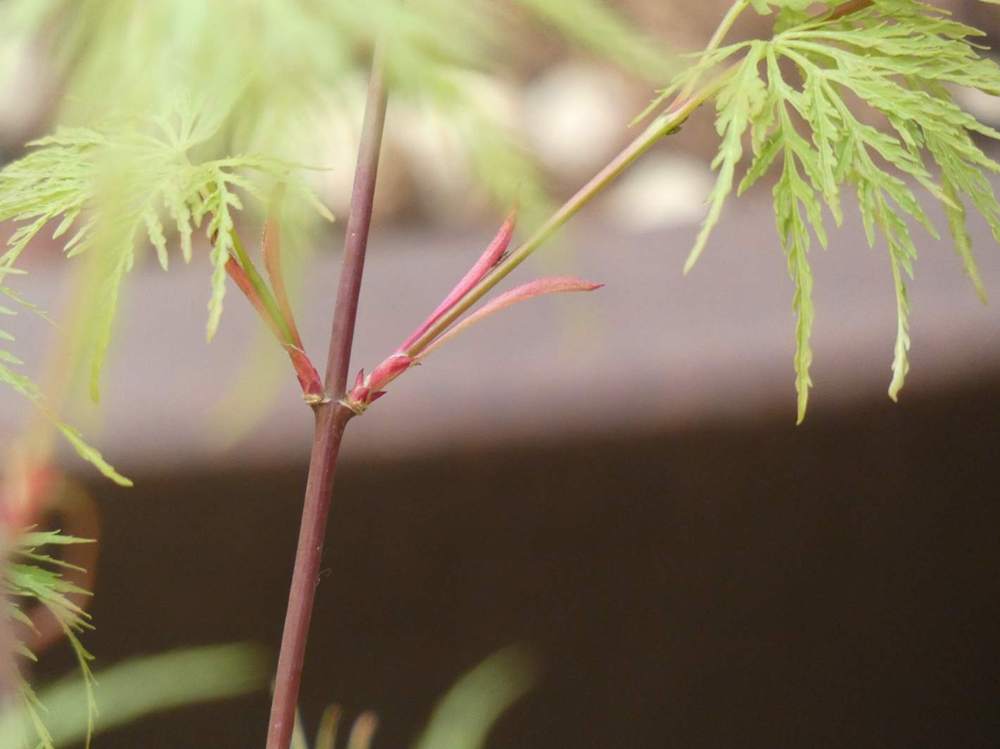 jeune bois de aceraceae acer palmatum ssp. matsumurae gr. dissectum cv. 'emerald lace'