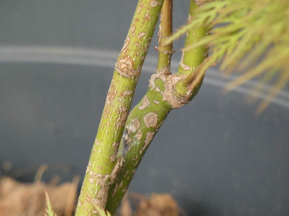 écorce de aceraceae acer palmatum ssp. matsumurae gr. dissectum cv. 'emerald lace'