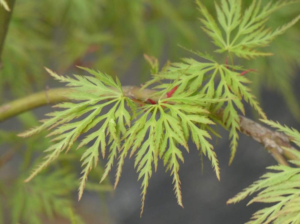 printemps de aceraceae acer palmatum ssp. matsumurae gr. dissectum cv. 'emerald lace'