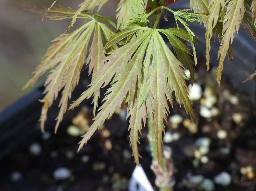 printemps de aceraceae acer palmatum ssp. matsumurae gr. dissectum cv. 'emma'