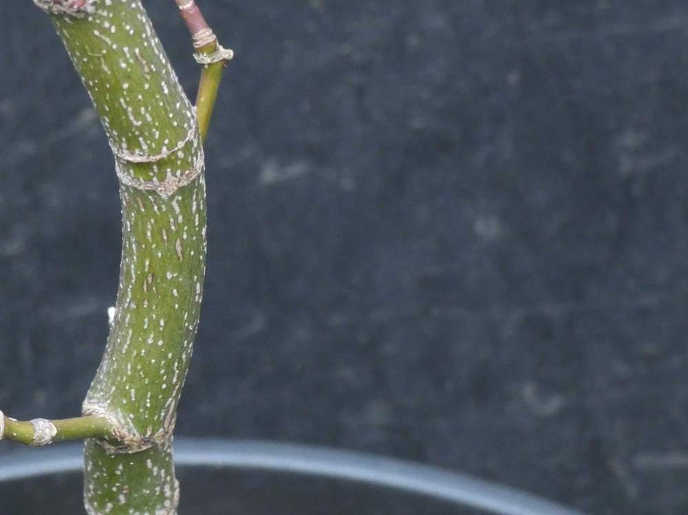 écorce de aceraceae acer palmatum ssp. matsumurae cv. 'erik borja'