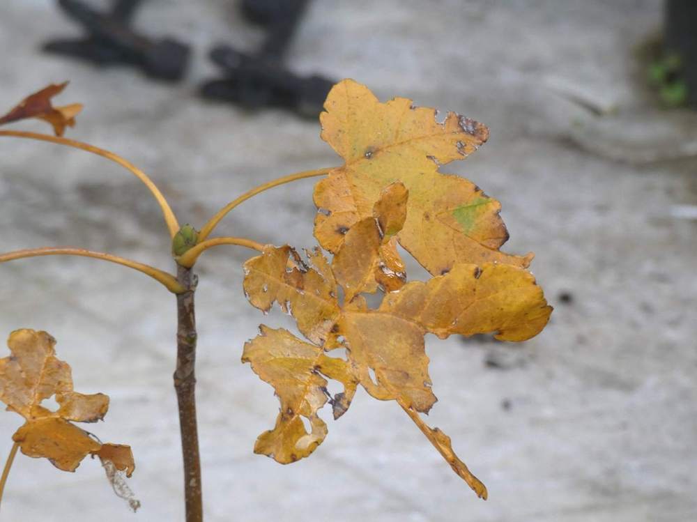 automne de aceraceae acer pseudoplatanus cv. 'esk sunset'