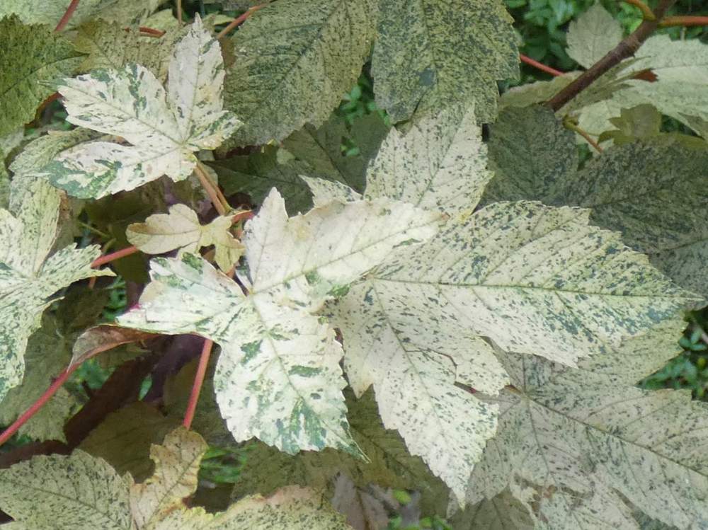 été de aceraceae acer pseudoplatanus cv. 'esk sunset'