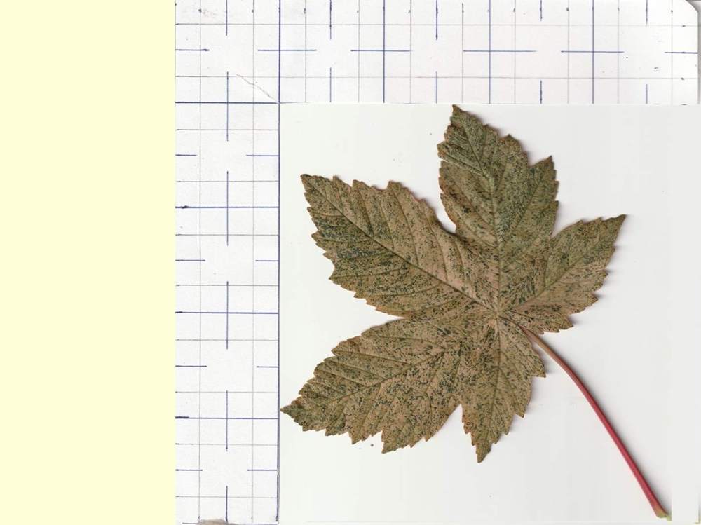 Aceraceae Acer pseudoplatanus cv. 'esk sunset'