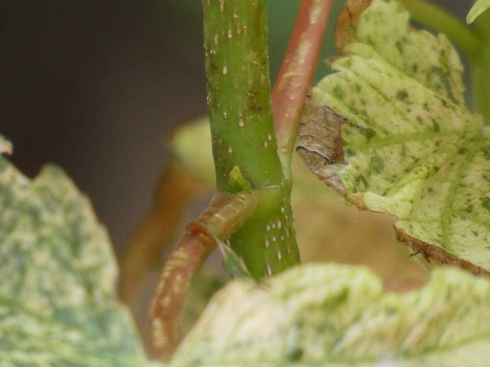jeune bois de aceraceae acer pseudoplatanus cv. 'esk sunset'