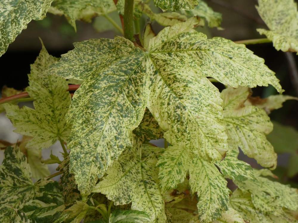 printemps de aceraceae acer pseudoplatanus cv. 'esk sunset'