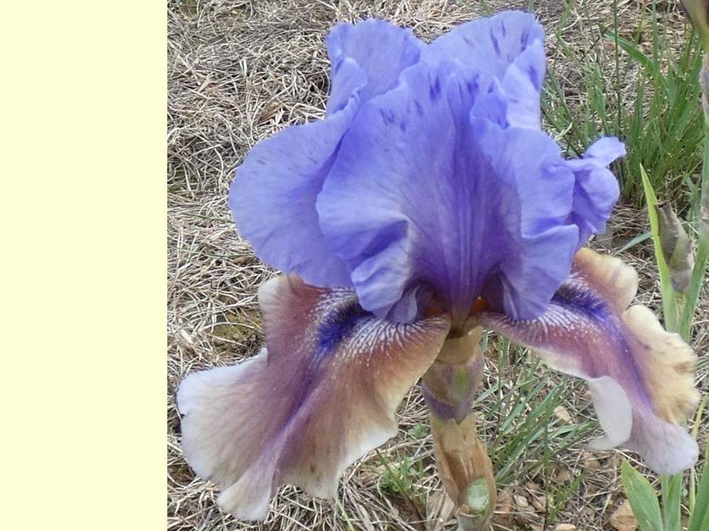 iridaceae iris barbu cv. 'express yourself'