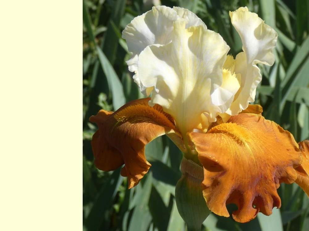 iridaceae iris barbu cv. 'fall fiesta'