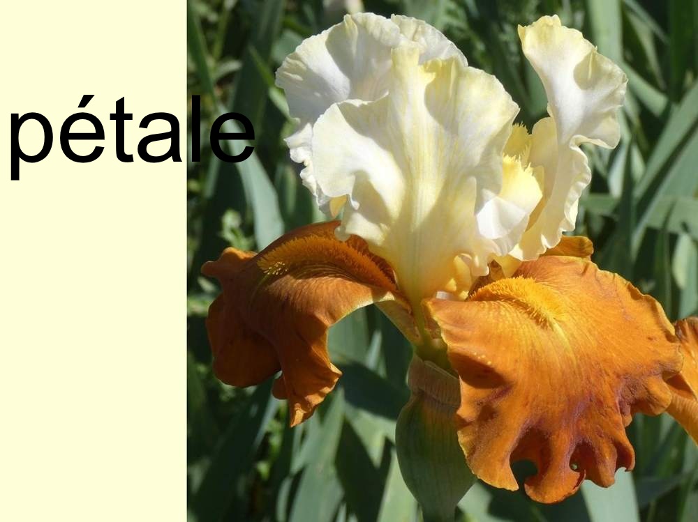 pétale de iridaceae iris barbu cv. 'fall fiesta'
