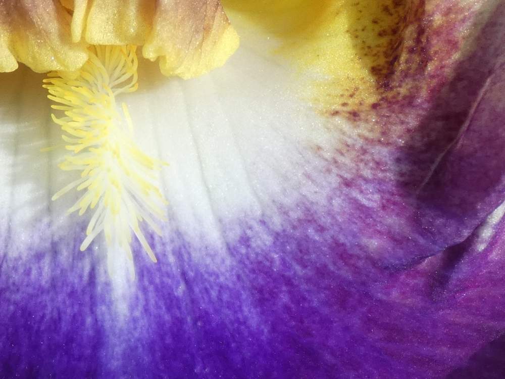 barbe de iridaceae iris barbu cv. 'fancy ideas'