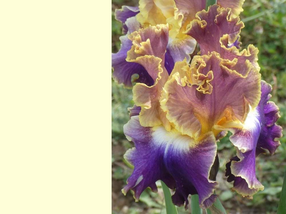 iridaceae iris barbu cv. 'fancy ideas'