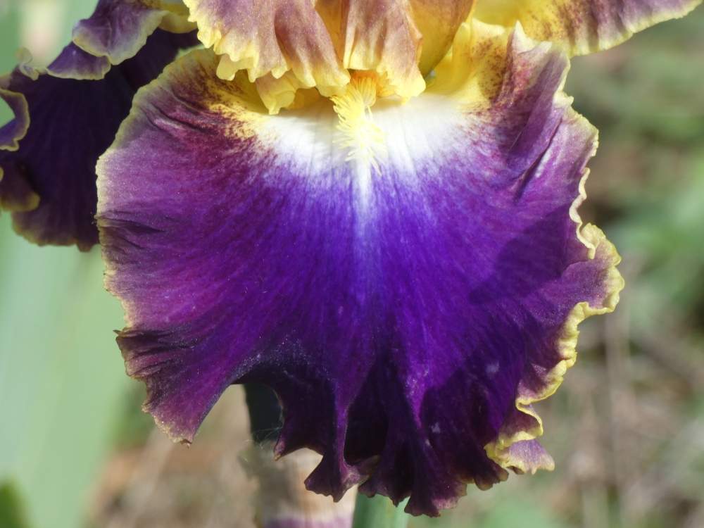 sépale de iridaceae iris barbu cv. 'fancy ideas'