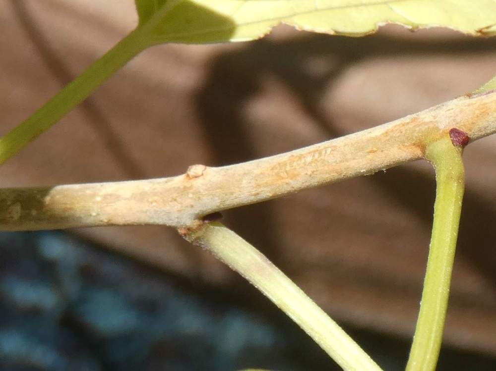 jeune bois de verbenaceae clerodendrum  trichotomum cv. 'fargesii'