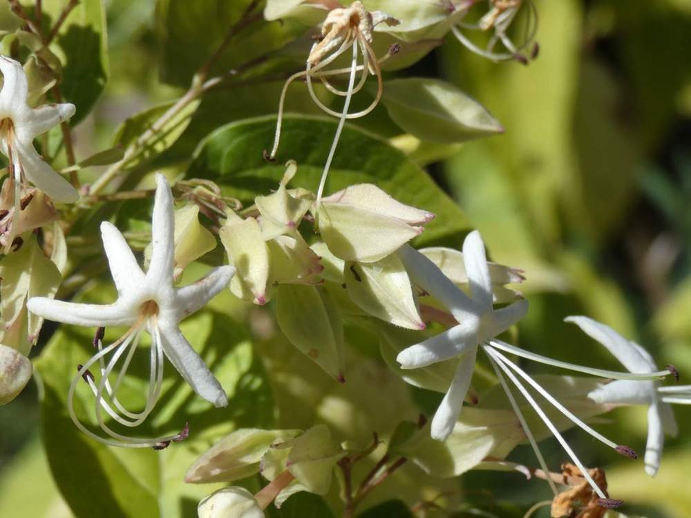 fleur de verbenaceae clerodendrum  trichotomum cv. 'fargesii'
