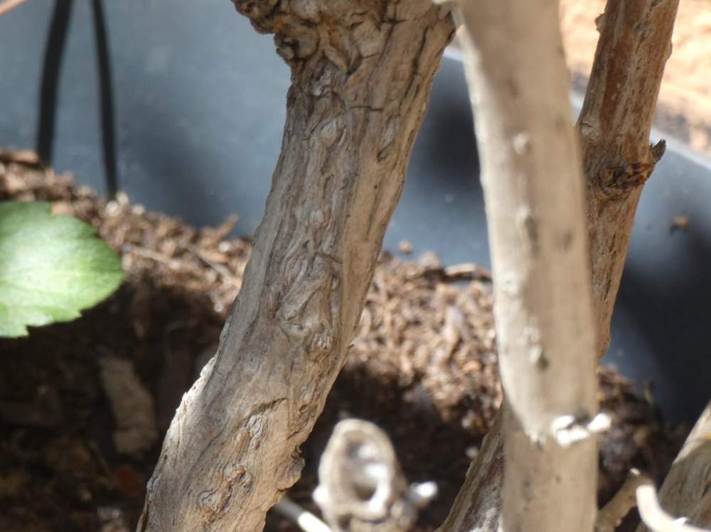 écorce de verbenaceae clerodendrum  trichotomum cv. 'fargesii'