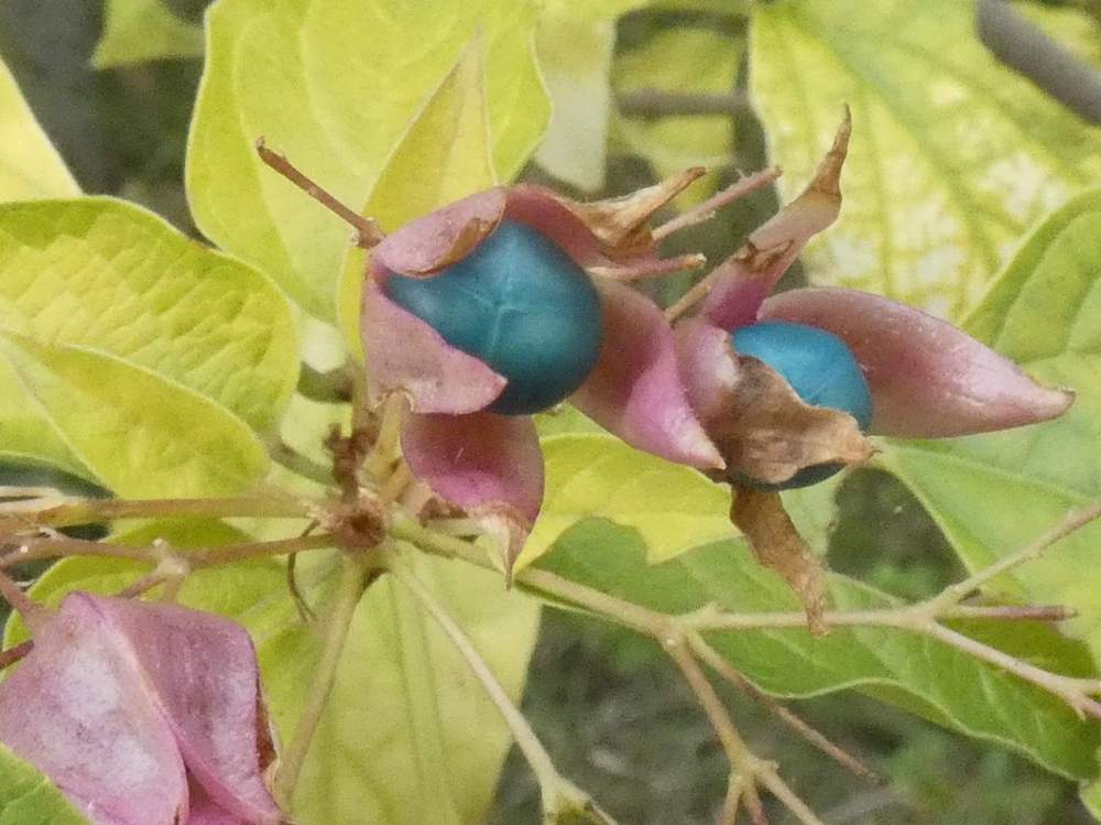 fruit de verbenaceae clerodendrum  trichotomum cv. 'fargesii'